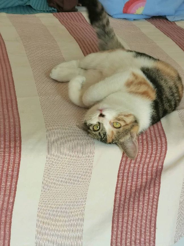 猫图片|宠物猫|猫咪|