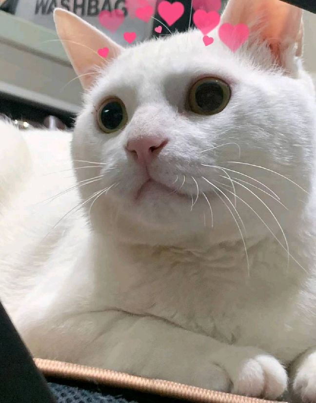 猫图片|宠物猫|猫咪|