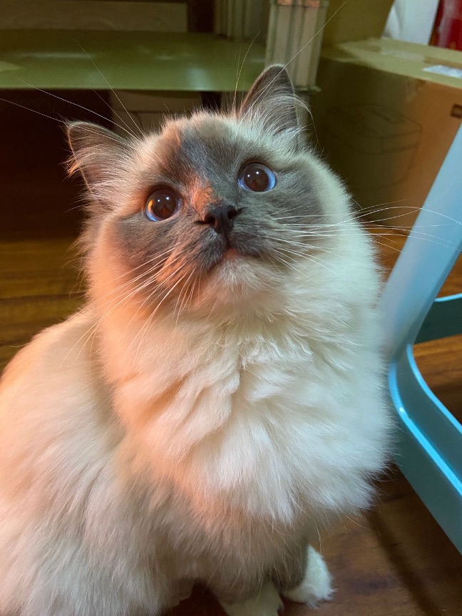 猫图片|宠物猫|猫咪|