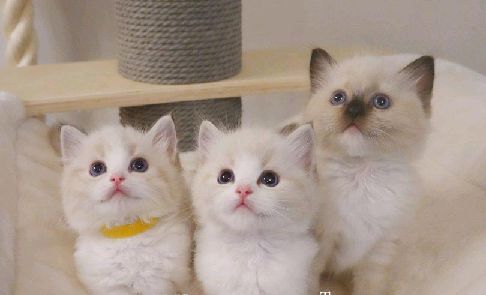 猫图片|宠物猫|猫咪|