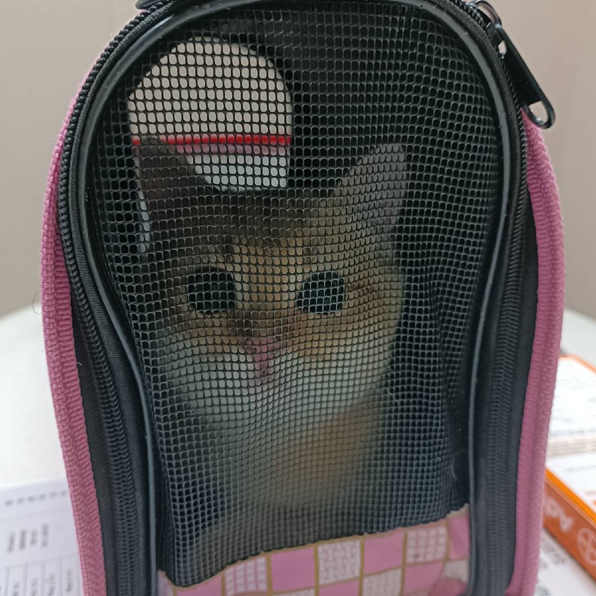 猫图片|宠物猫|猫咪|