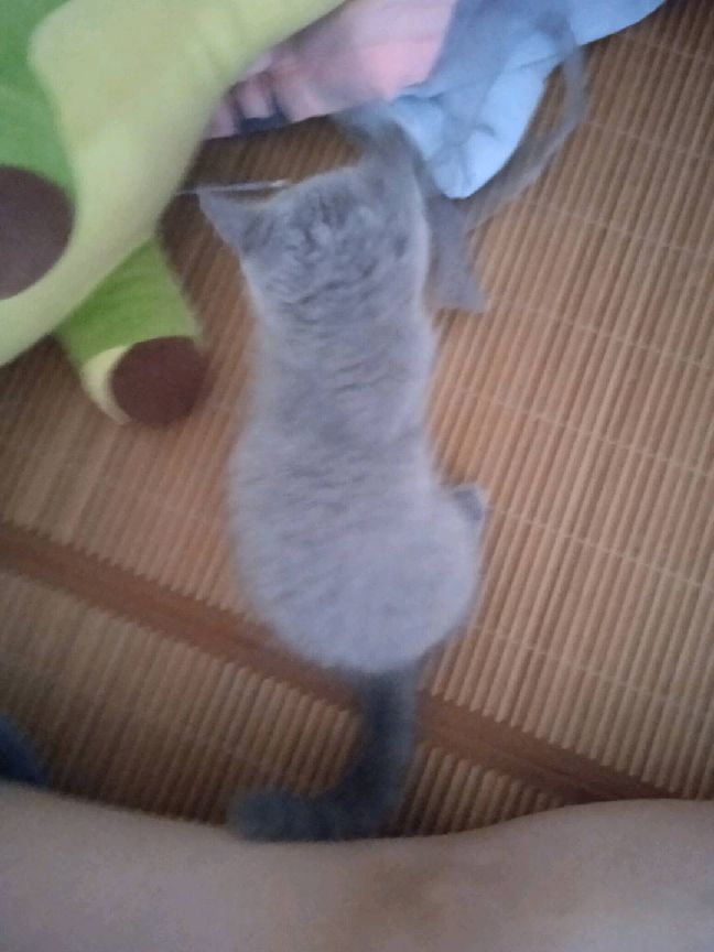 猫图片|宠物猫|猫咪|