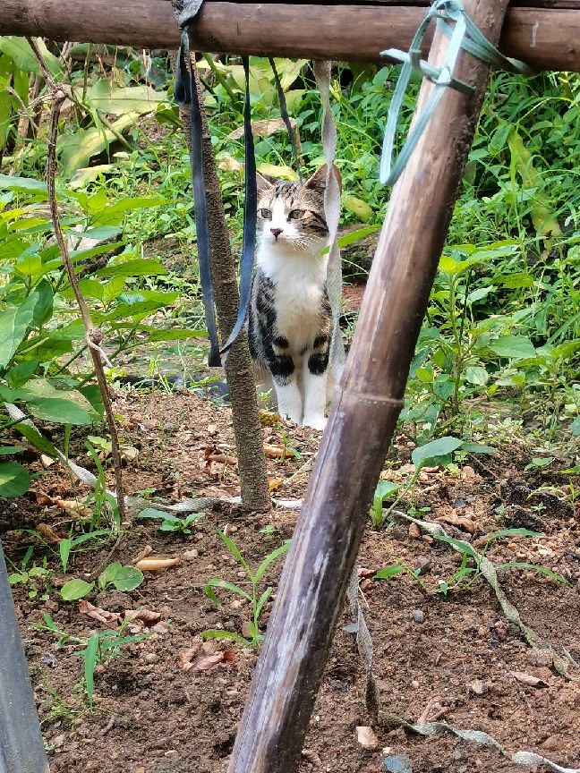 猫图片|宠物猫|猫咪|