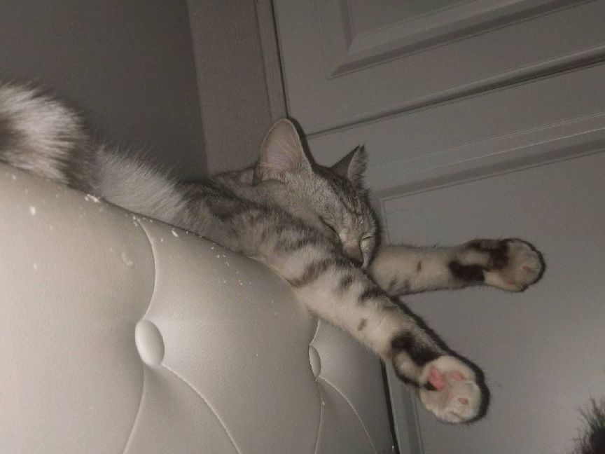 猫图片|宠物猫|猫咪|