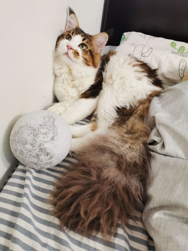 猫图片|宠物猫|猫咪|