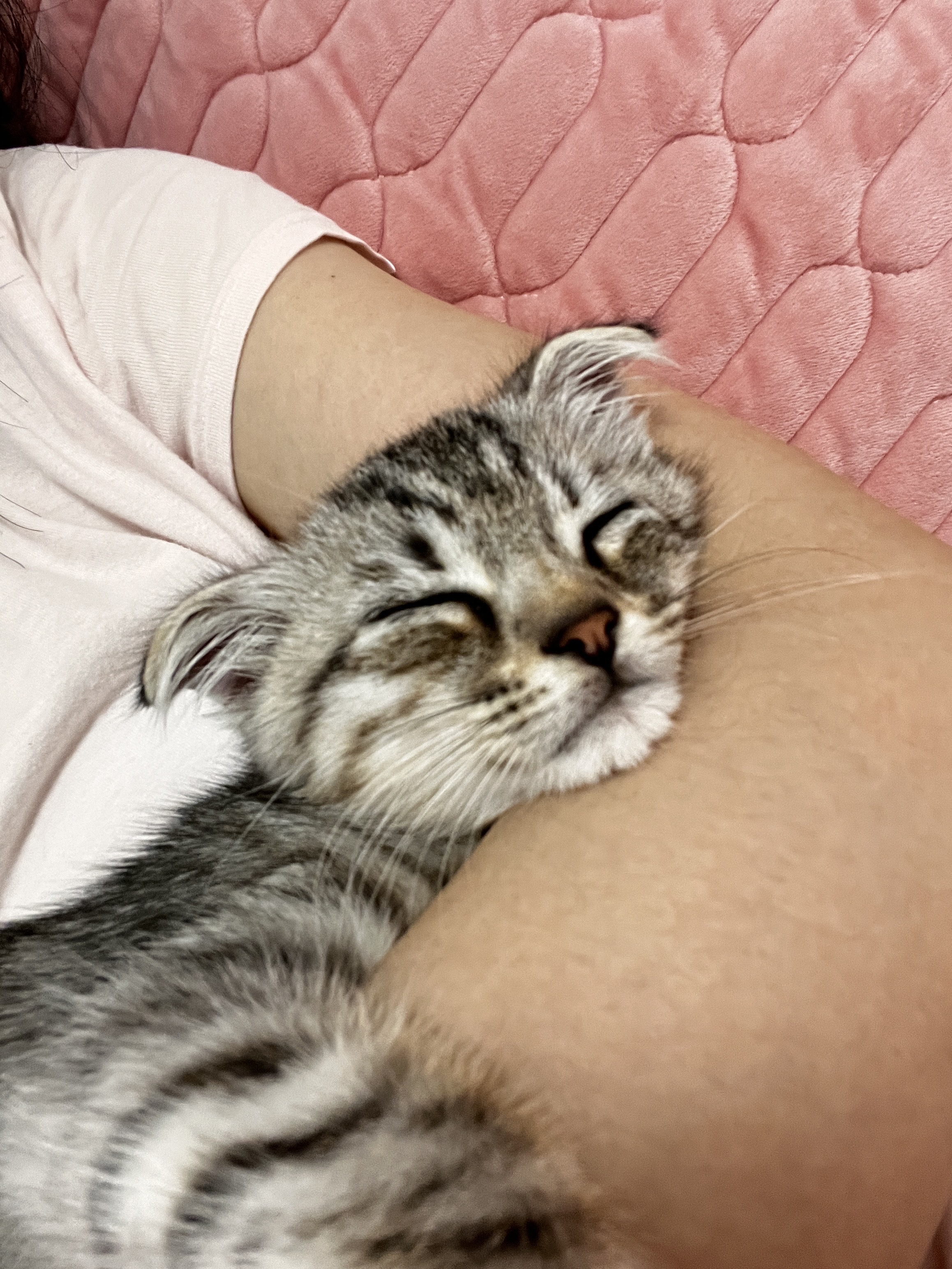 猫图片|宠物猫|猫咪|