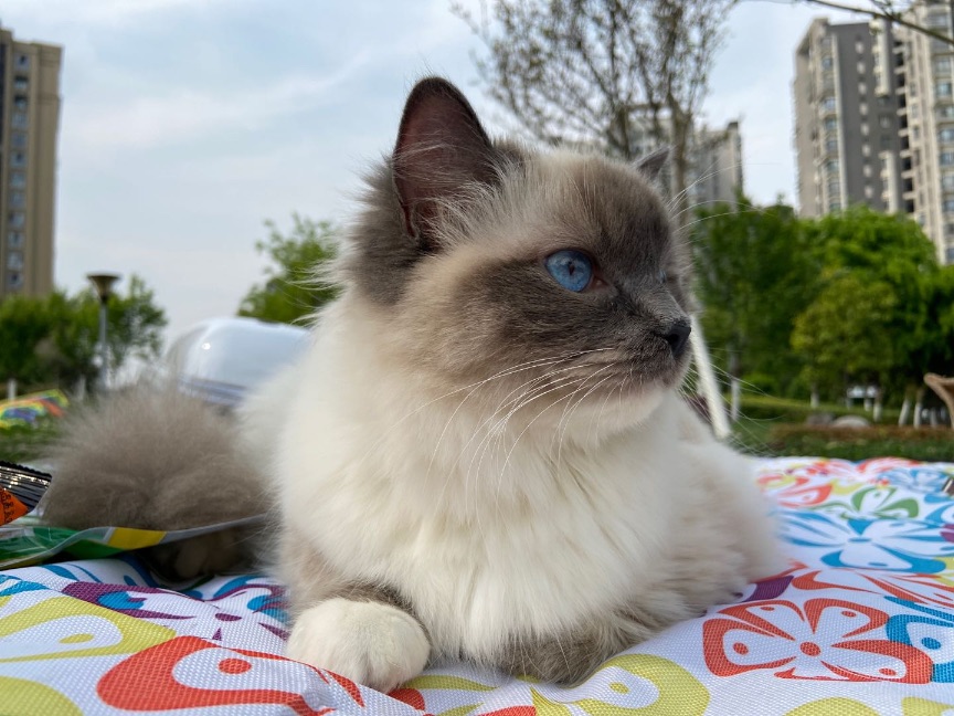 猫图片|宠物猫|猫咪|