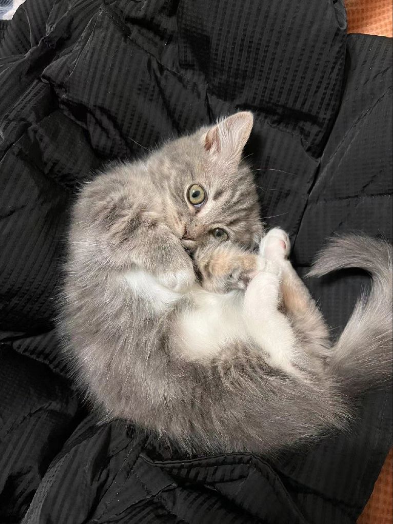 猫图片|宠物猫|猫咪|