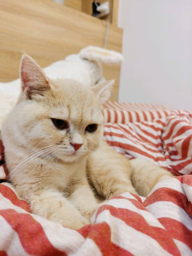 猫图片|宠物猫|猫咪|