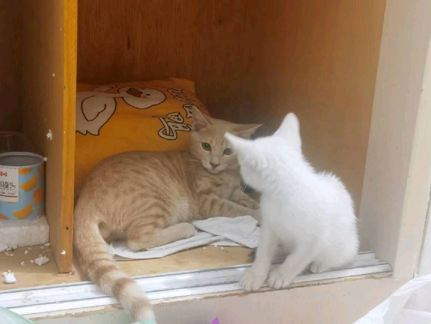 猫图片|宠物猫|猫咪|