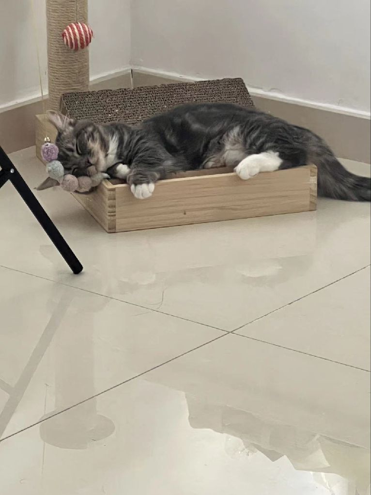 猫图片|宠物猫|猫咪|