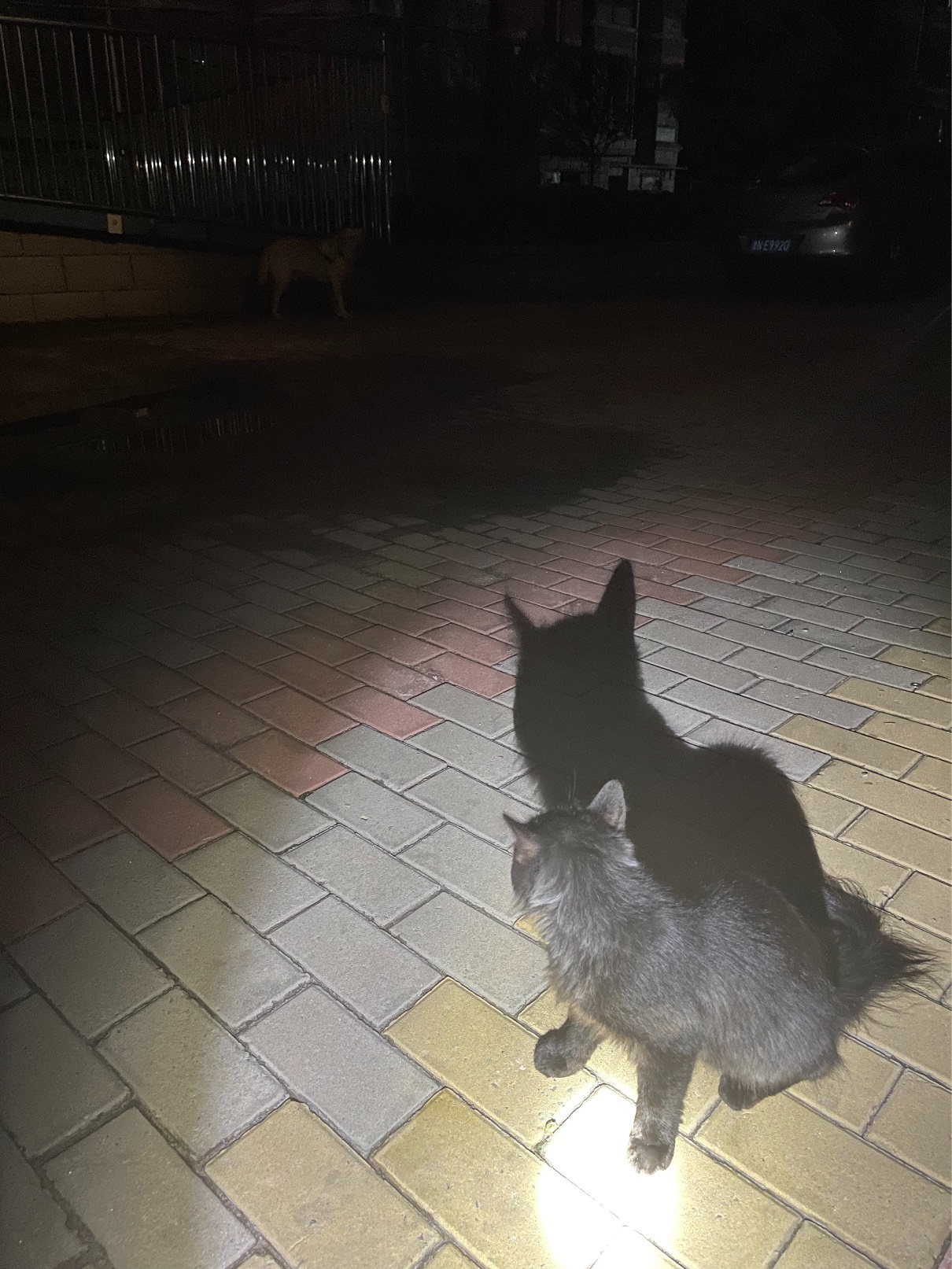 猫图片|宠物猫|猫咪|