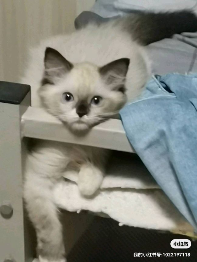 猫图片|宠物猫|猫咪|