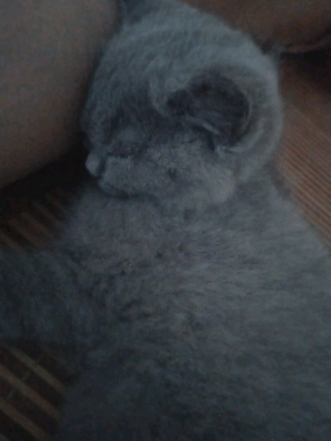 猫图片|宠物猫|猫咪|