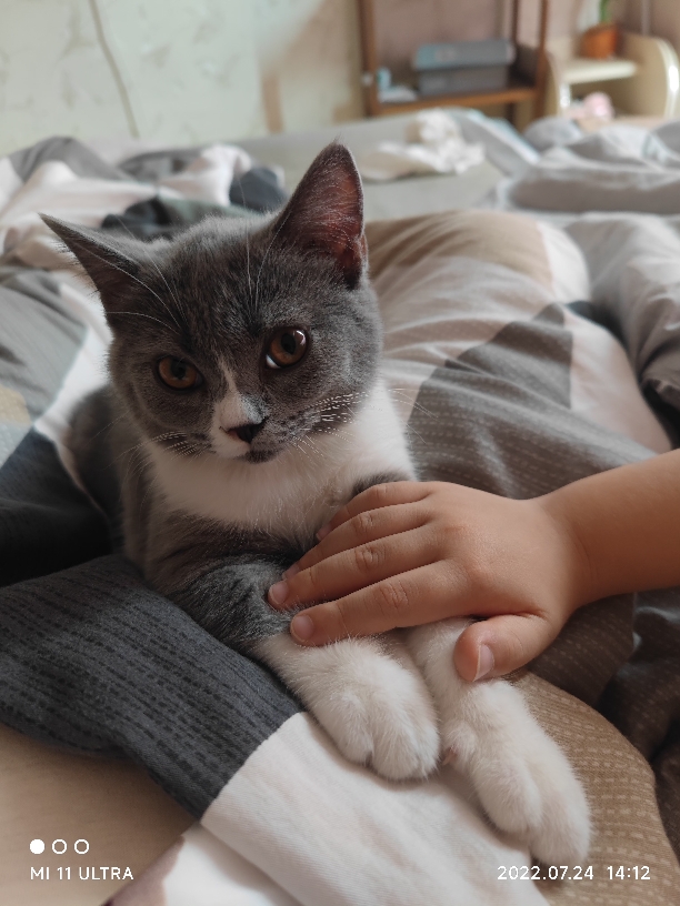 猫图片|宠物猫|猫咪|