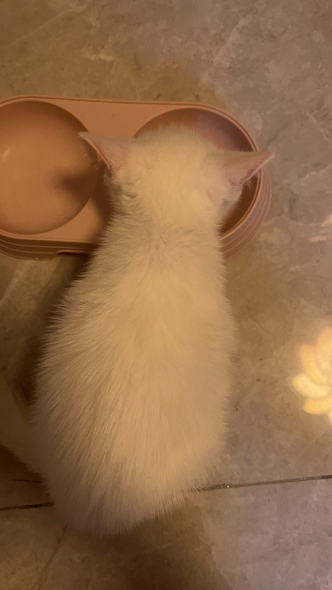 猫图片|宠物猫|猫咪|