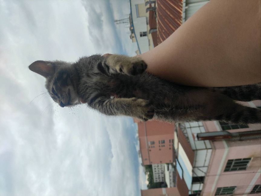 猫图片|宠物猫|猫咪|