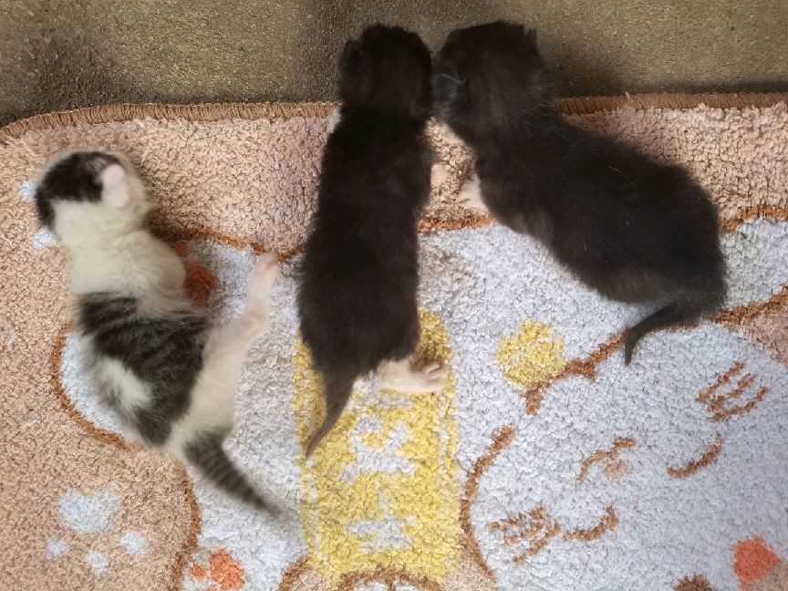 猫图片|宠物猫|猫咪|