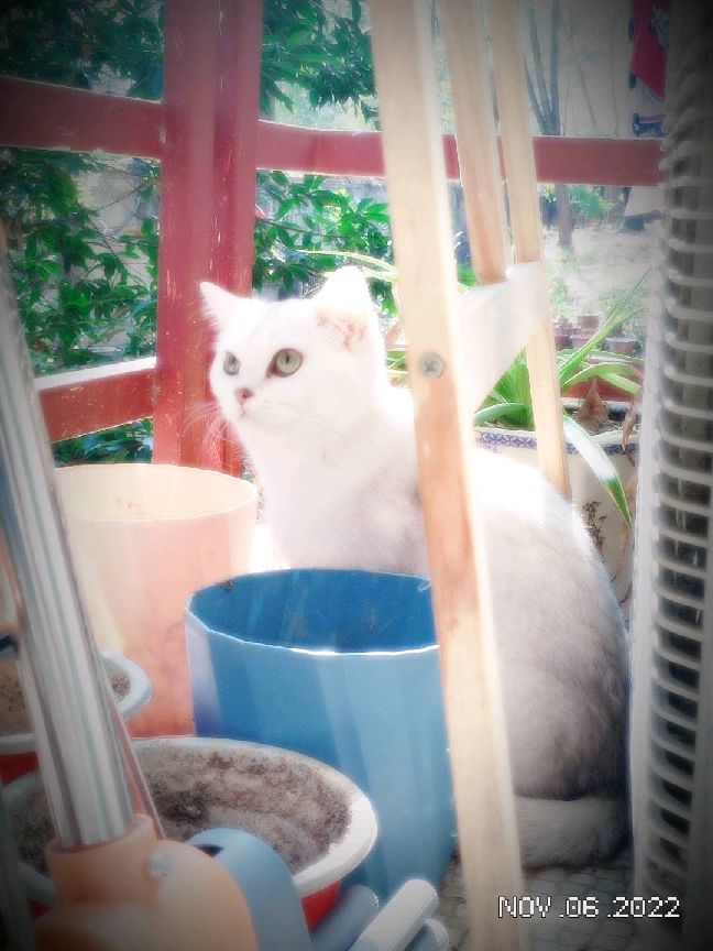 猫图片|宠物猫|猫咪|