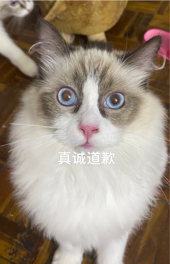 猫图片|宠物猫|猫咪|