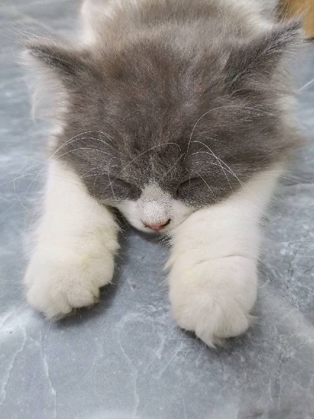 猫图片|宠物猫|猫咪|