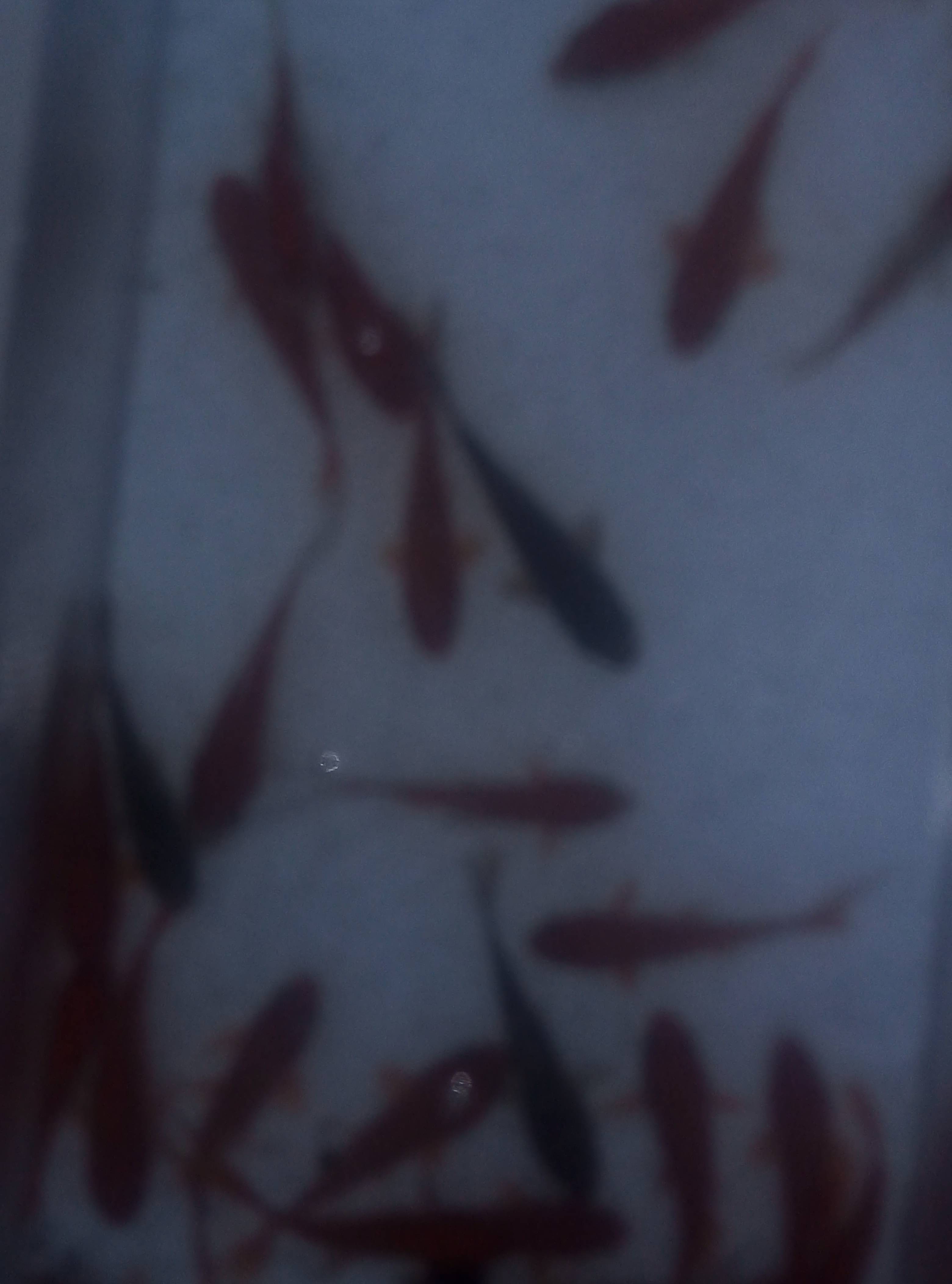 猫图片|宠物猫|猫咪|