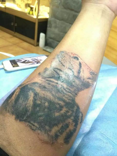 猫图片|宠物猫|猫咪|