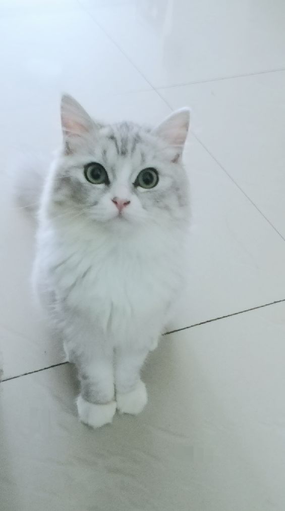 猫图片|宠物猫|猫咪|