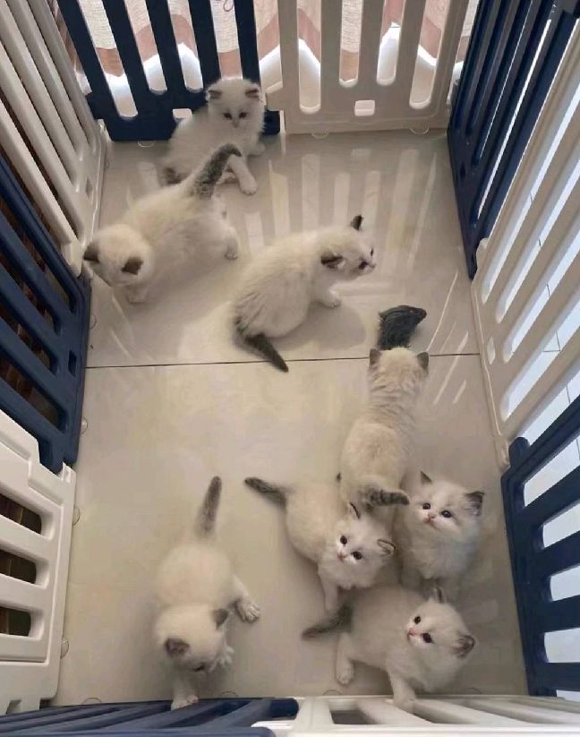 猫图片|宠物猫|猫咪|