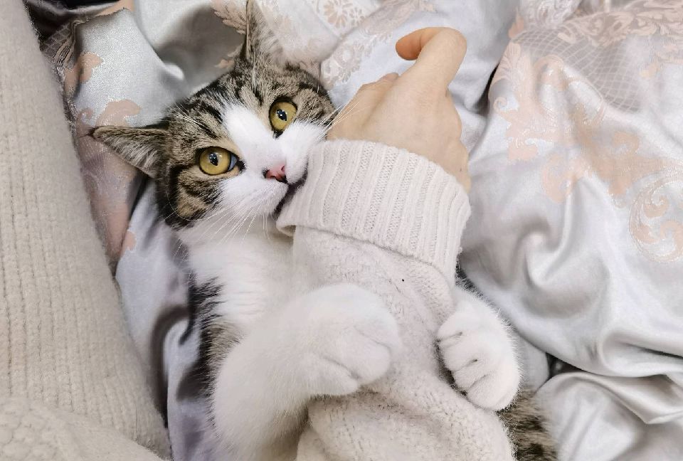 猫图片|宠物猫|猫咪|