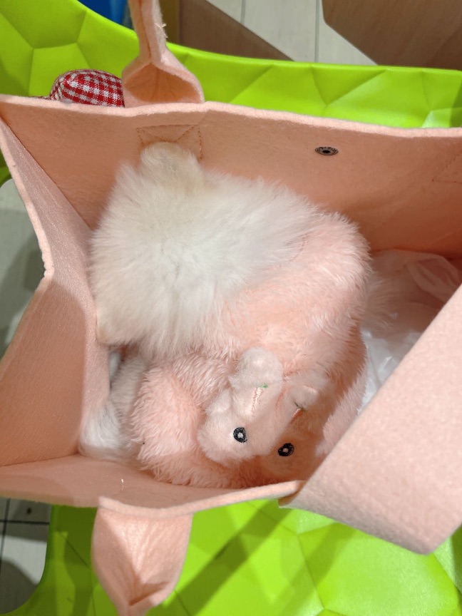 猫图片|宠物猫|猫咪|