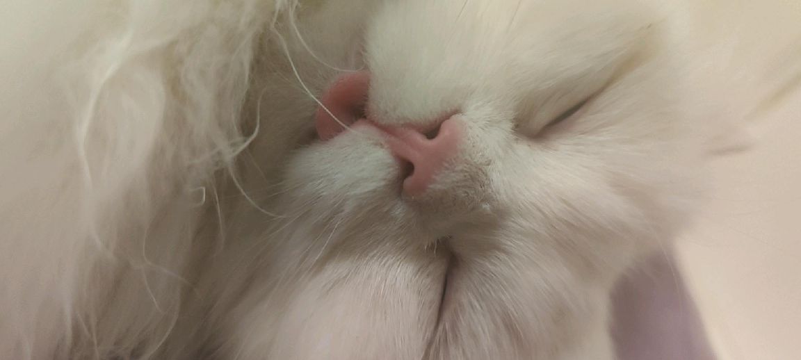 猫图片|宠物猫|猫咪|