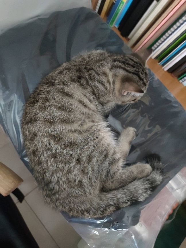 猫图片|宠物猫|猫咪|