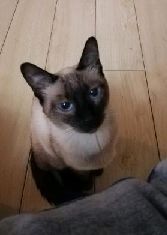 猫图片|宠物猫|猫咪|