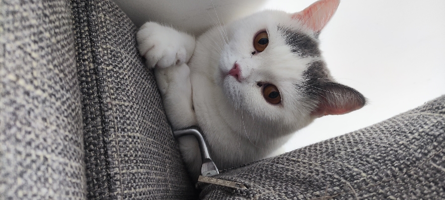 猫图片|宠物猫|猫咪|