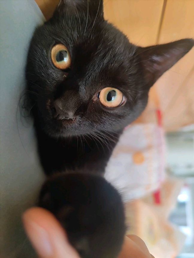 猫图片|宠物猫|猫咪|