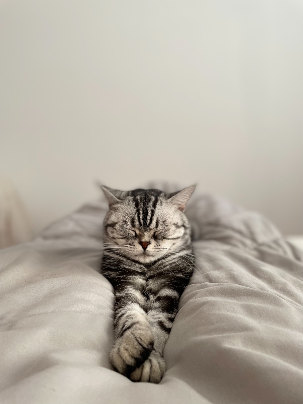 猫图片|宠物猫|猫咪|