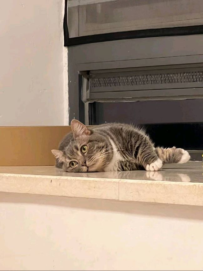 猫图片|宠物猫|猫咪|