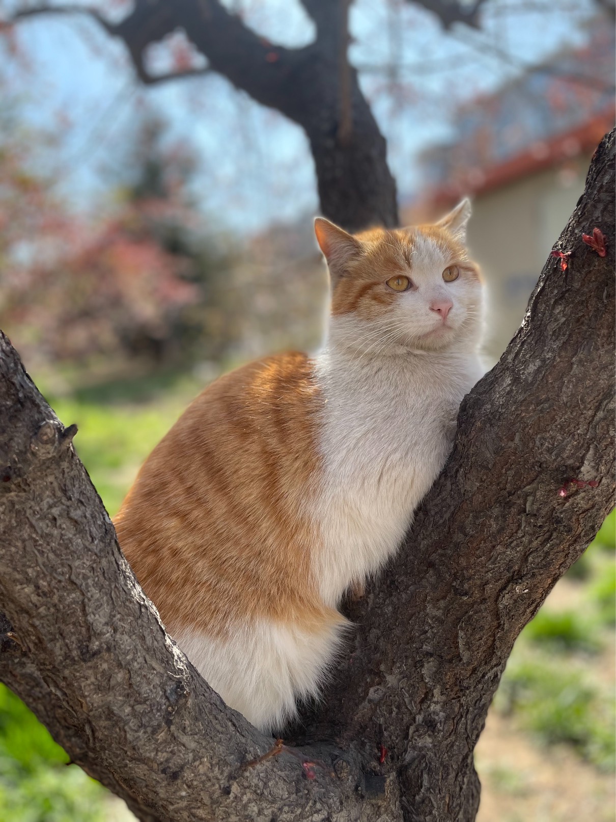 猫图片|宠物猫|猫咪|