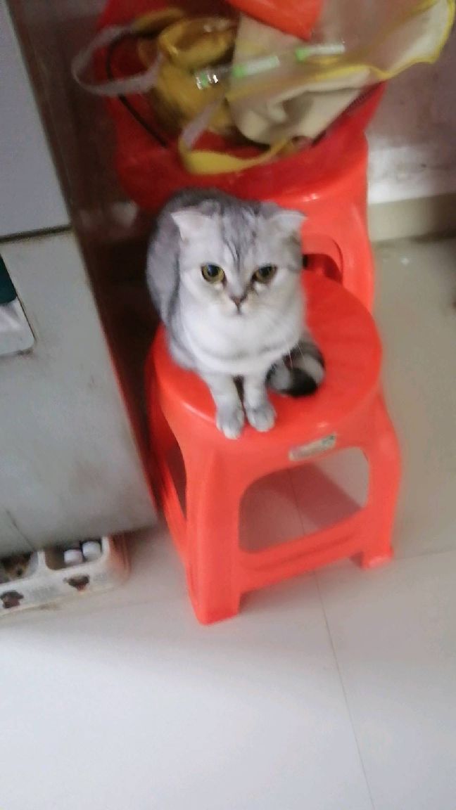 猫图片|宠物猫|猫咪|