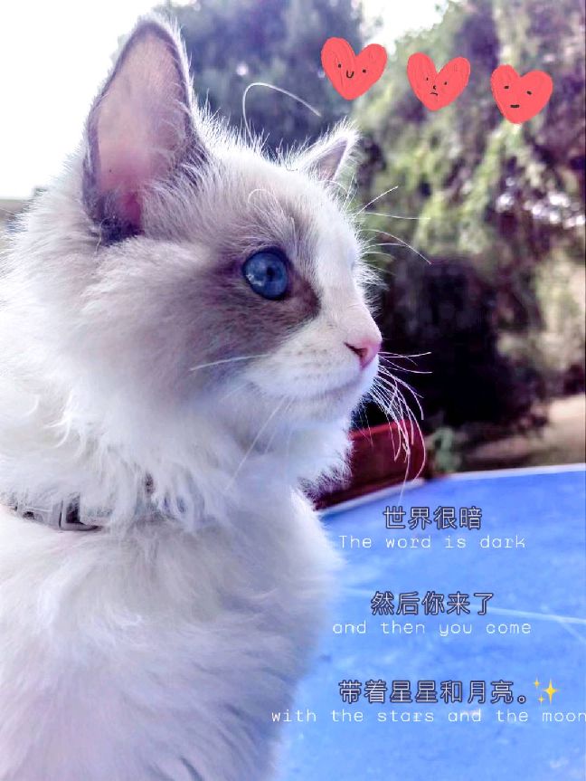 猫图片|宠物猫|猫咪|