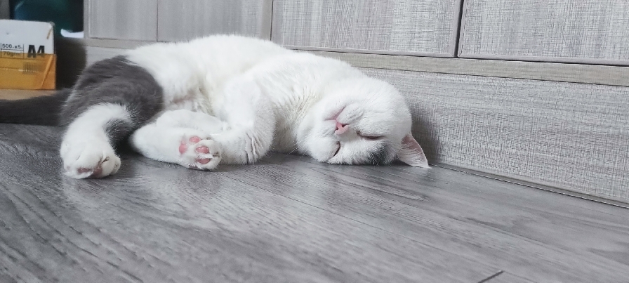 猫图片|宠物猫|猫咪|