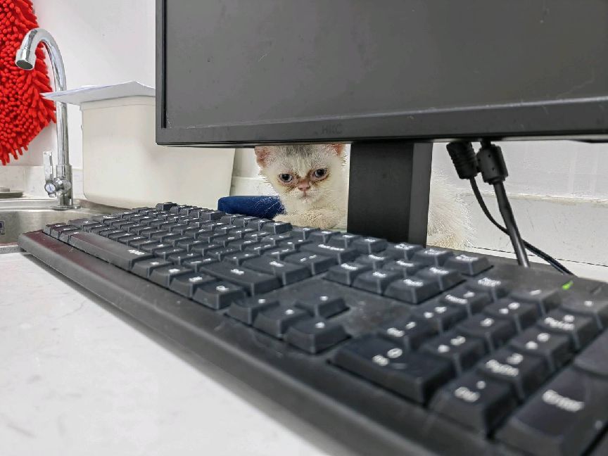 猫图片|宠物猫|猫咪|