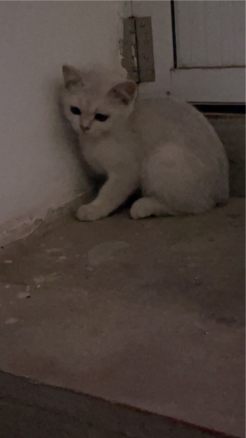 猫图片|宠物猫|猫咪|