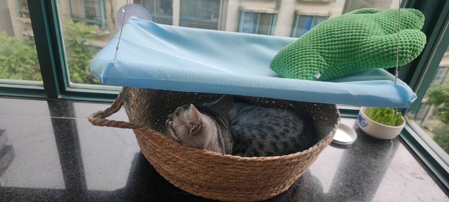 猫图片|宠物猫|猫咪|