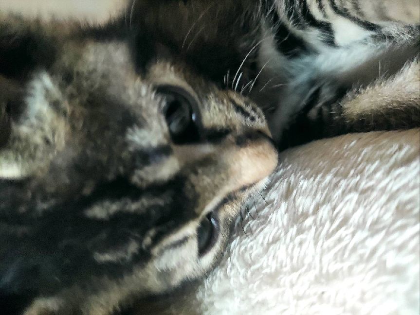 猫图片|宠物猫|猫咪|