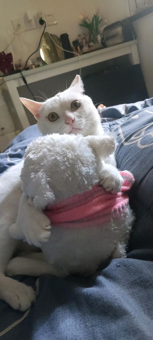 猫图片|宠物猫|猫咪|