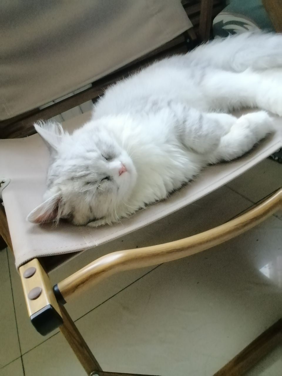 猫图片|宠物猫|猫咪|