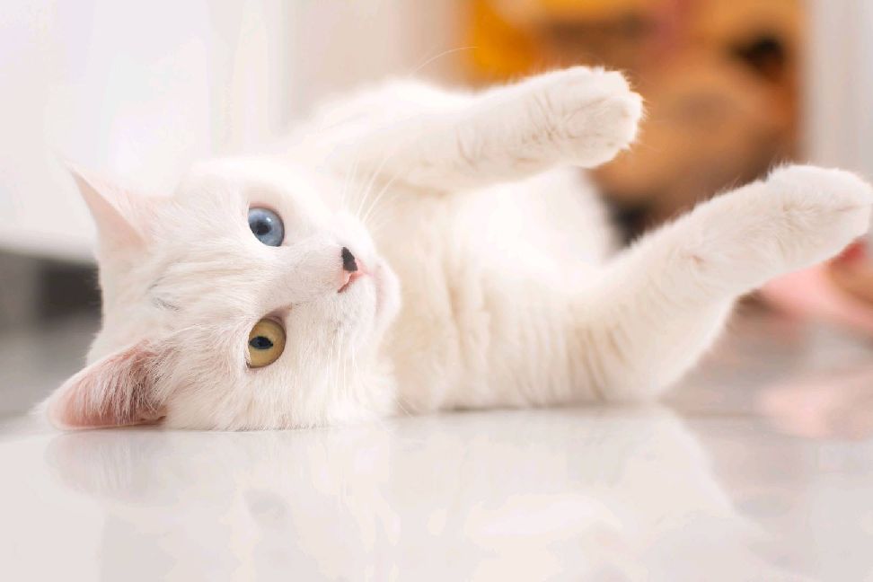 猫图片|宠物猫|猫咪|