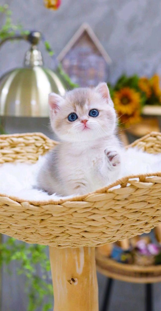 猫图片|宠物猫|猫咪|